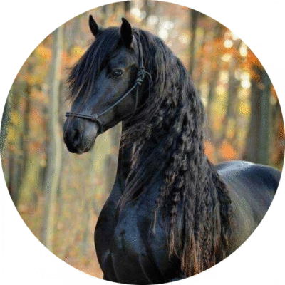 Hest rund kageprint / sukkerprint