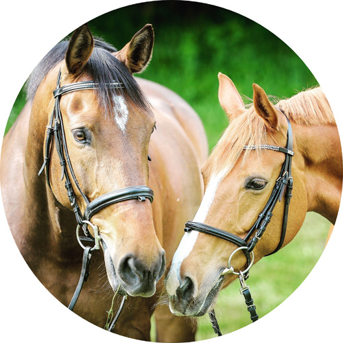 Heste rundt kageprint / sukkerprint - 19 cm.