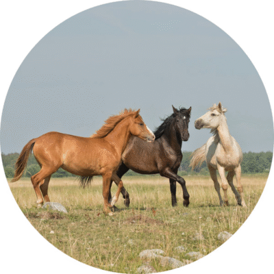 Heste 19 cm. rundt kageprint / sukkerprint