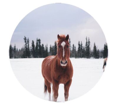 Rundt kageprint / sukkerprint med hest - 19 cm.