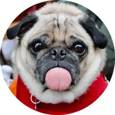 Mops rundt kageprint / sukkerprint - 19 cm.