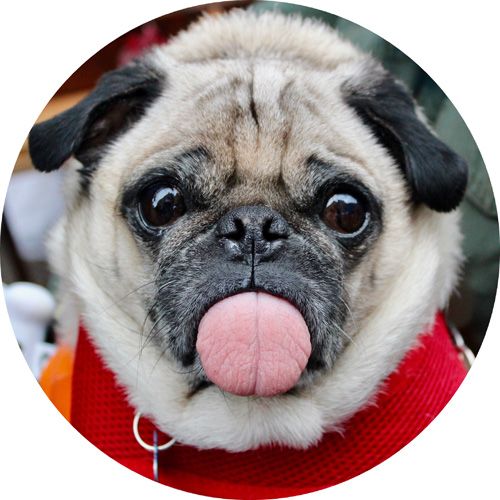 Mops rundt kageprint / sukkerprint - 19 cm.