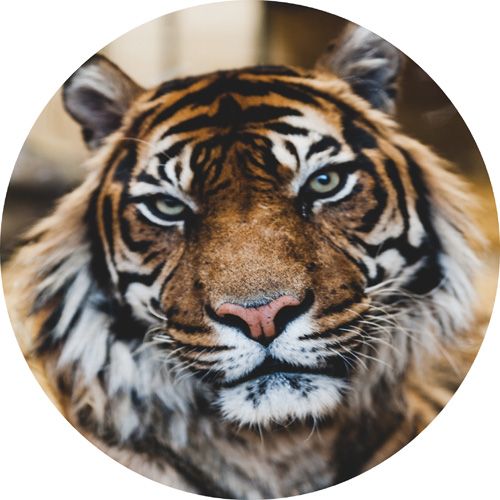 Tiger rundt kageprint / sukkerprint - 19 cm.